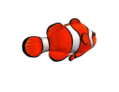Clownfish Wall Decals (14 in. x 10 in.)