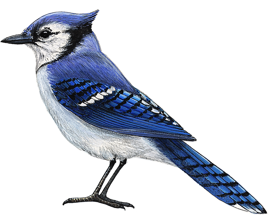 Blue Jay Wall Decal (9 in. x 7.5 in.)