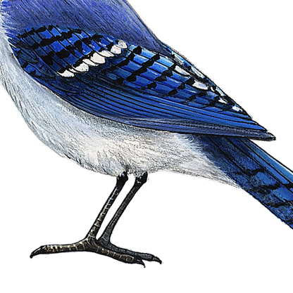Blue Jay Wall Decal (9 in. x 7.5 in.)
