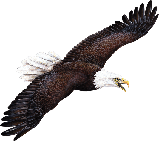 Eagle Wall Decal (28 in. x 14 in.)