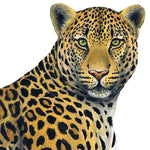 Load image into Gallery viewer, Leopard Wall Decal (Two Sizes)
