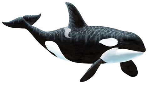 Orca Wall Decal (Two Sizes)