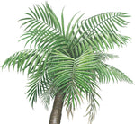 Load image into Gallery viewer, Large Palm Tree Wall Decal (42 in. x 90 in.)
