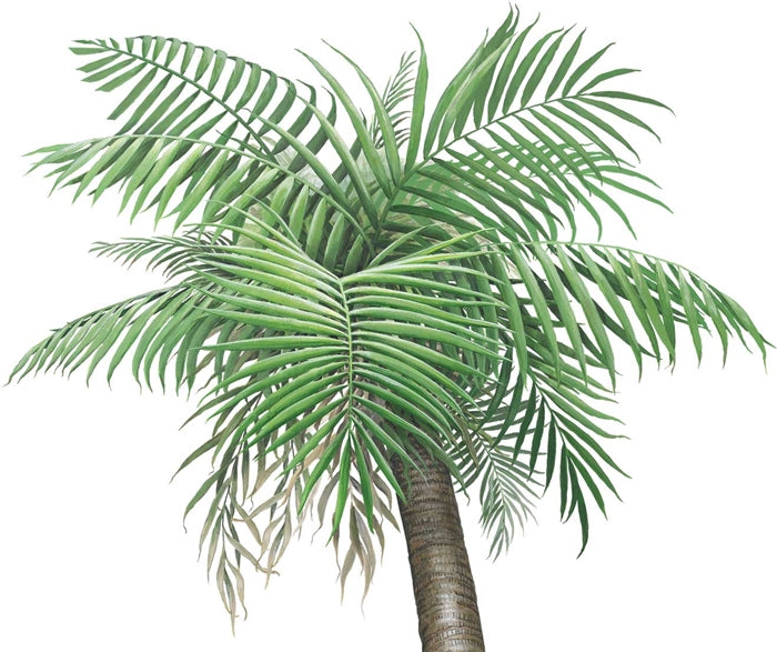 Small Palm Tree Wall Decal (36 in. x 72 in.)