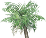 Load image into Gallery viewer, Small Palm Tree Wall Decal (36 in. x 72 in.)
