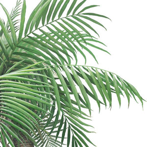 Small Palm Tree Wall Decal (36 in. x 72 in.)