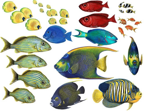 Tropical Fish Wall Decal Collection (16 Different Beautiful Fish ...