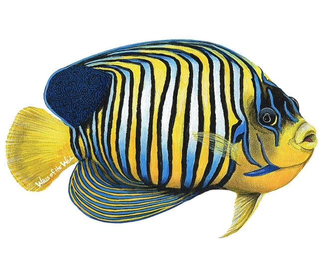 Tropical Fish Wall Decals Collection