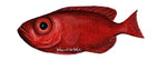 Load image into Gallery viewer, Sea Creatures and Tropical Fish Wall Decals Collection (Economy Size 48 in. x 48 in.)
