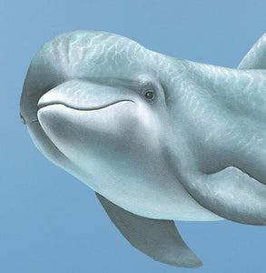 Dolphin Swimming Wall Decal (46 in. x 20 in.)