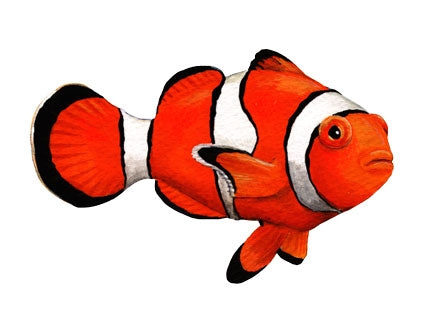 Clownfish Wall Decals (14 in. x 10 in.)