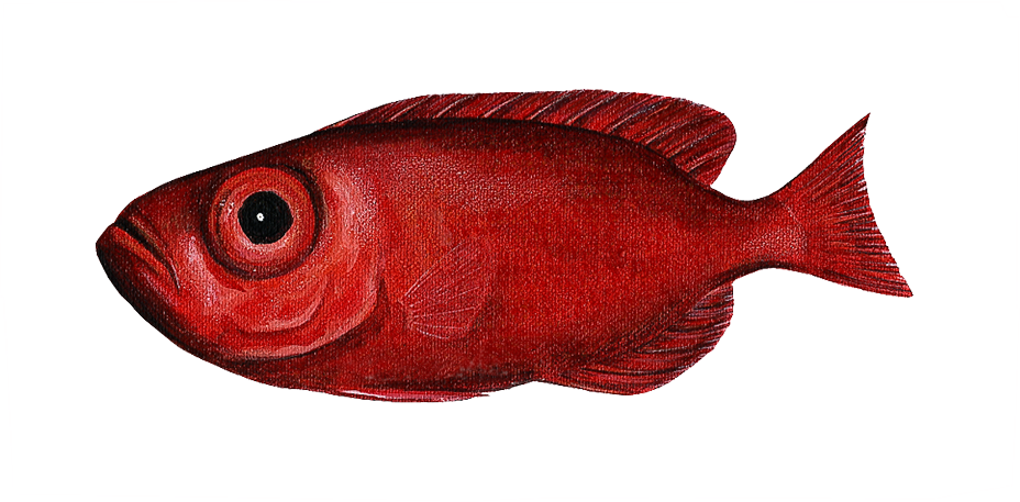 Bigeye Fish Wall decal