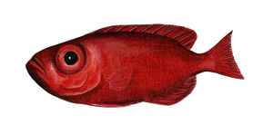 Bigeye Fish Wall decal