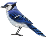 Load image into Gallery viewer, Blue Jay Wall Decal (9 in. x 7.5 in.)

