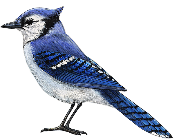 Blue Jay Bird Vinyl Sticker