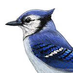 Load image into Gallery viewer, Blue Jay Wall Decal (9 in. x 7.5 in.)
