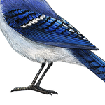 Load image into Gallery viewer, Blue Jay Wall Decal (9 in. x 7.5 in.)
