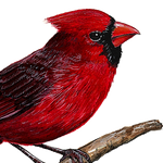Load image into Gallery viewer, closeup of cardinal wall decal
