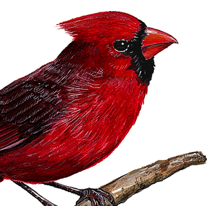 closeup of cardinal wall decal
