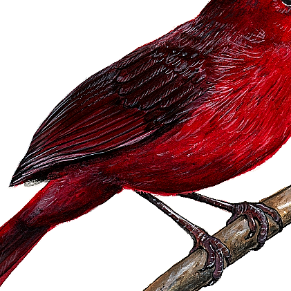 closeup of cardinal wall decal