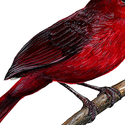 closeup of cardinal wall decal