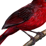 Load image into Gallery viewer, closeup of cardinal wall decal
