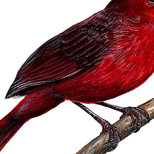 closeup of cardinal wall decal