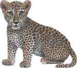 Load image into Gallery viewer, Big Cat Cubs Wall Decals Collection
