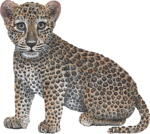 Big Cat Cubs Wall Decals Collection