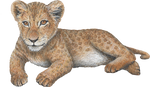 Load image into Gallery viewer, Big Cat Cubs Wall Decals Collection
